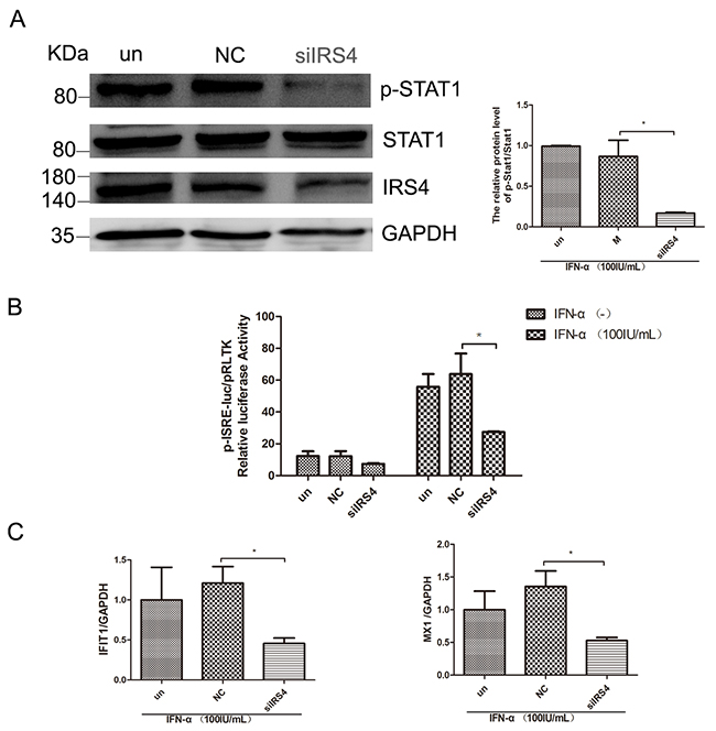 IRS4 knock-down suppressed the IFN-a-induced activation of Jak/STAT signaling.