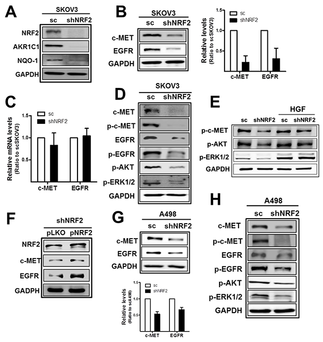 NRF2-silencing represses c-MET and EGFR levels in SKOV3 and A498.