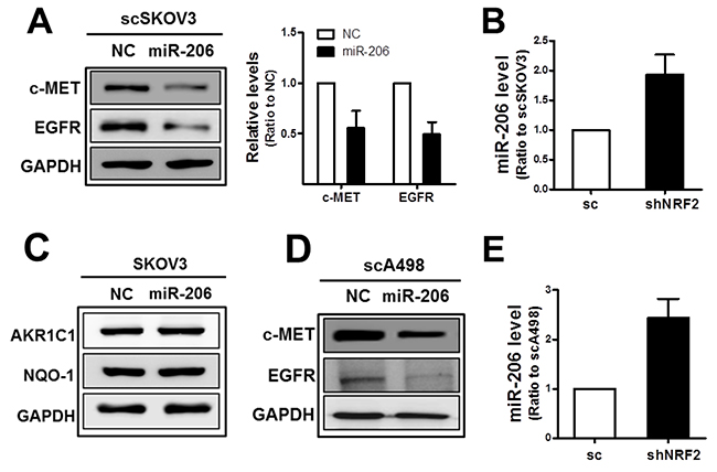 MiR-206 mimic treatment represses c-MET and EGFR levels.