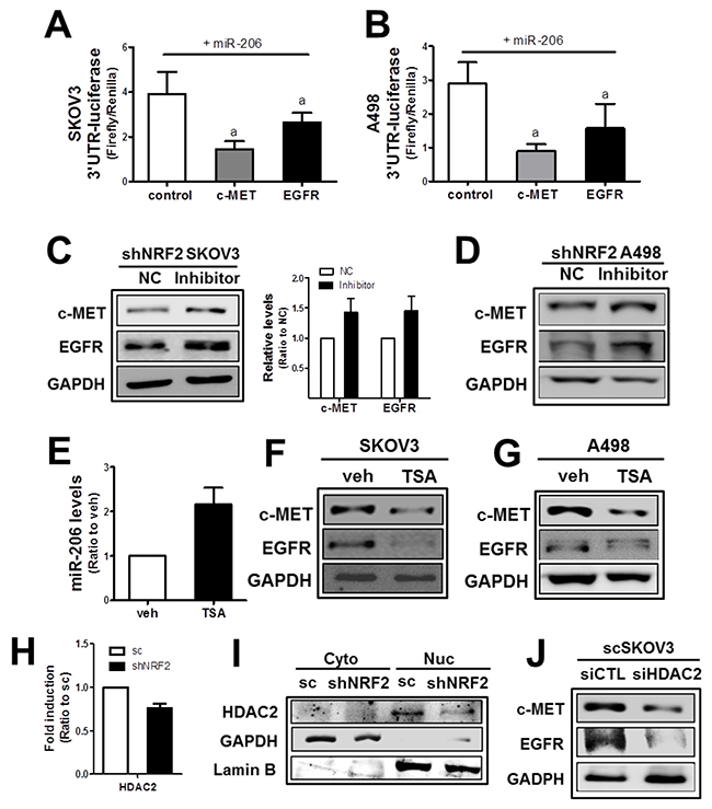 The NRF2-silencing-induced miR-206 directly mediates c-MET and EGFR reductions.
