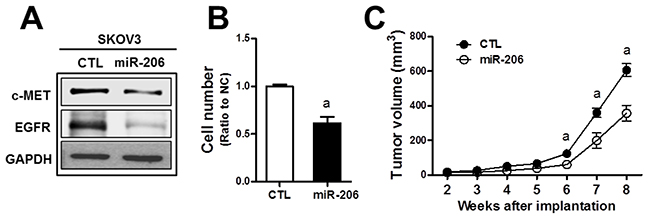 MiR-206 exhibits an antitumor effect in SKOV3.