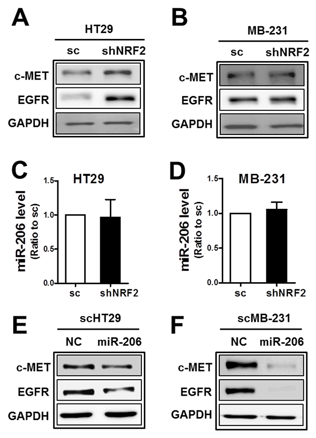 The association of NRF2 with miR-206 is cancer cell type-dependent.