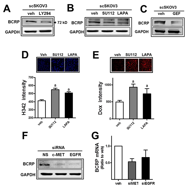 The inhibition of c-MET or EGFR leads to BCRP reduction and doxorubicin sensitization.