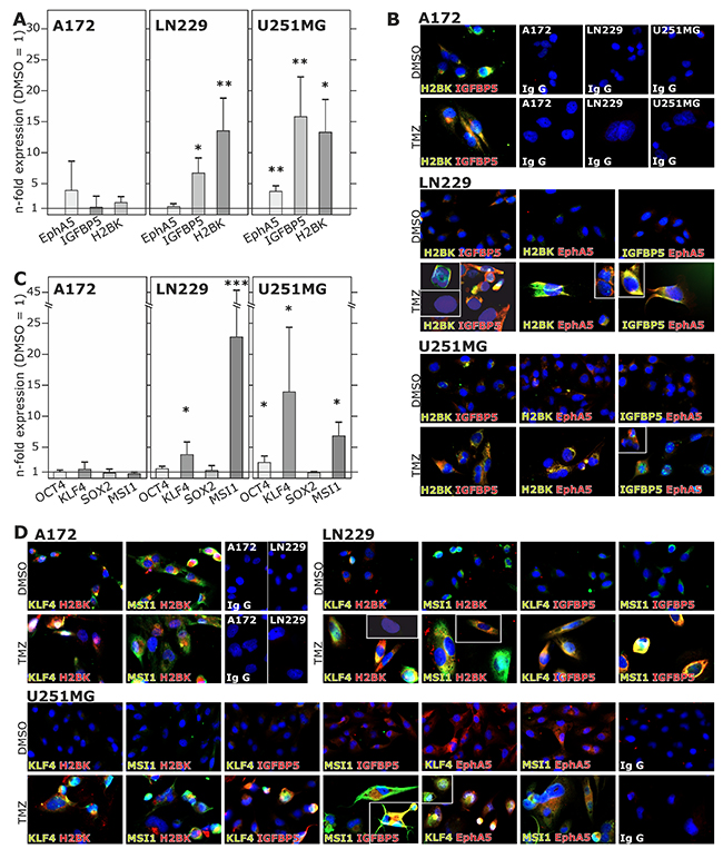 Induction and (co)-expression of dormancy- and stemness-associated genes during TMZ treatment in glioma cell lines.