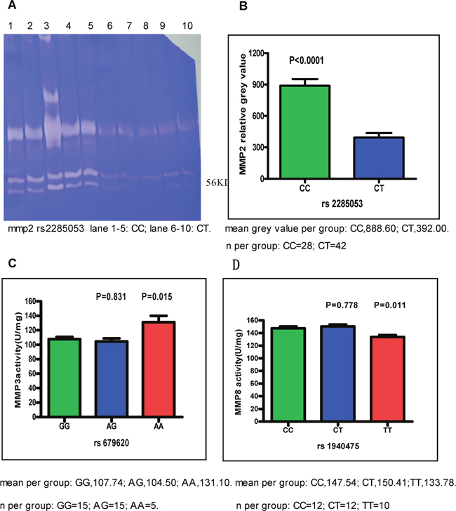 The activities of MMP2, MMP3 and MMP8.