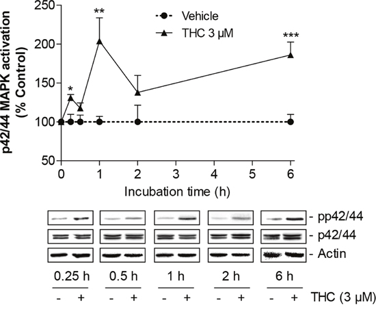 Time-course of p42/44 MAPK activation by THC in MSCs.