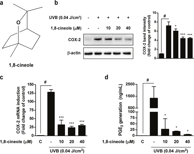 Effect of 1,8-cineole on UVB-induced COX-2 protein, mRNA expression, and PGE2 generation in HaCaT cells.