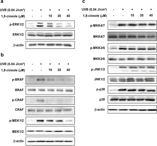 Effect of 1,8-cineole on UVB-induced phosphorylation of MAPKs in HaCaT cells.
