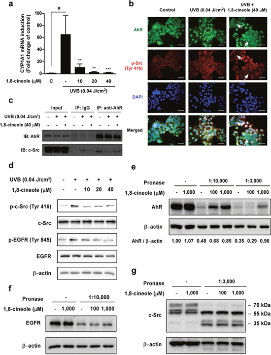 Effect of 1,8-cineole on UVB induction of the AhR/c-Src/EGFR signaling pathway and direct binding with AhR.