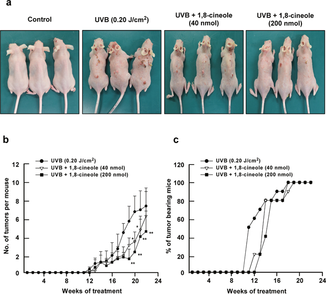 Effect of 1,8-cineole on UVB-induced skin tumorigenesis in SKH-1 hairless mouse skin.