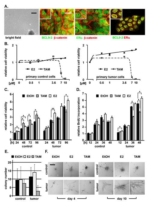 Primary breast tumor cells from BCL9-2 transgenic mice respond to estrogen and tamoxifen.