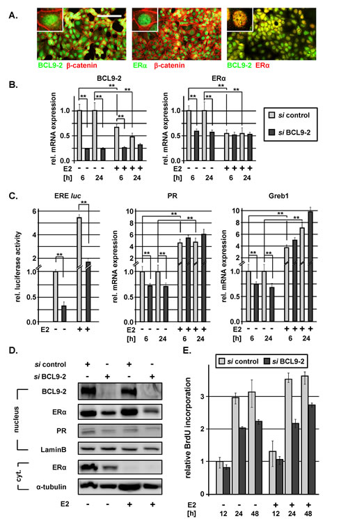 BCL9-2 regulates ER expression and modulates ER signaling in human breast cancer cells.