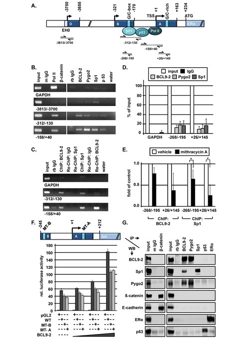 BCL9-2 regulates the transcription of ER in the proximal promoter and interacts with Sp1 in human breast cancer cells.