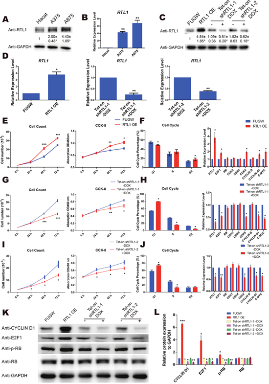 RTL1 promotes the proliferation of skin melanoma cells.