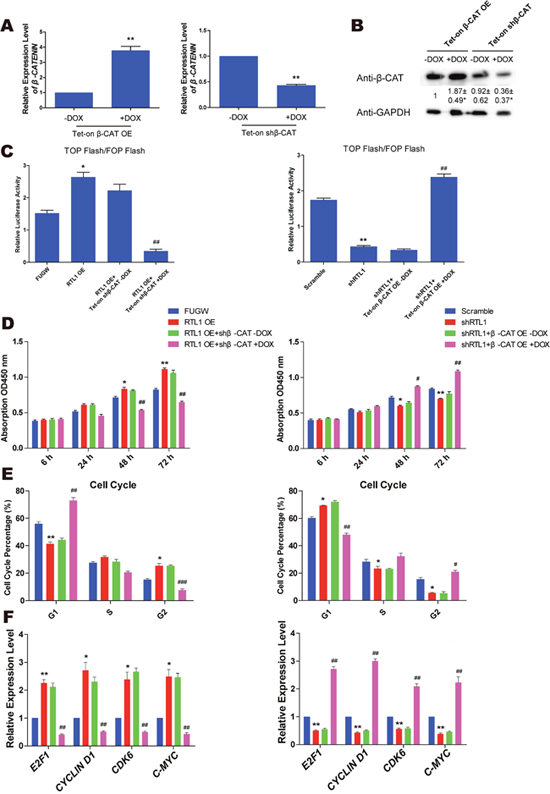 &#x03B2;-Catenin is the crucial target of RTL1 in melanoma.
