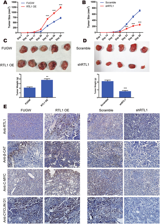 RTL1/&#x03B2;-Catenin engages in tumour growth in vivo.