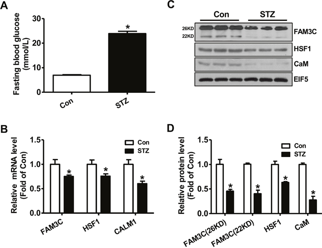 FAM3C-HSF1-CaM pathway was repressed in type 1 diabetic mouse livers.