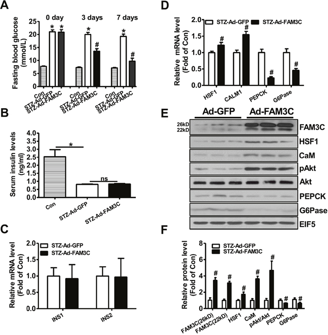 Adenoviral overexpression of FAM3C in type 1 diabetic mouse livers attenuated hyperglycemia.
