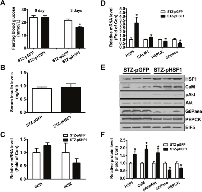 Plasmid overexpression of HSF1 in the livers improved hyperglycemia of type 1 diabetic mice.
