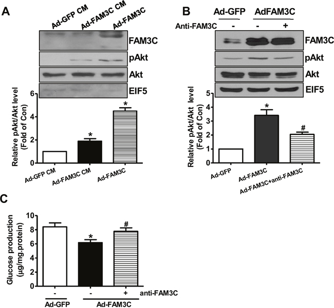 Secretion is important for FAM3C-induced Akt activation and gluconeogenesis repression in HepG2 cells.