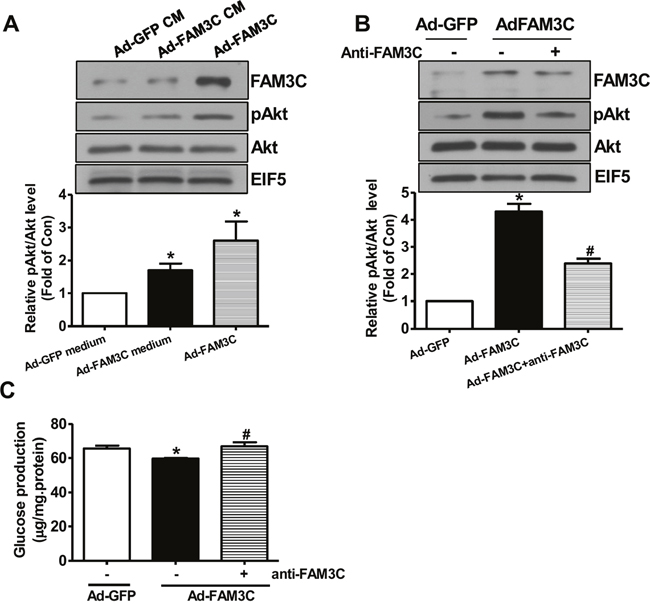 Secretion is imporant for FAM3C-induced Akt activation and gluconeogenesis repression in primary mouse hepatocytes.