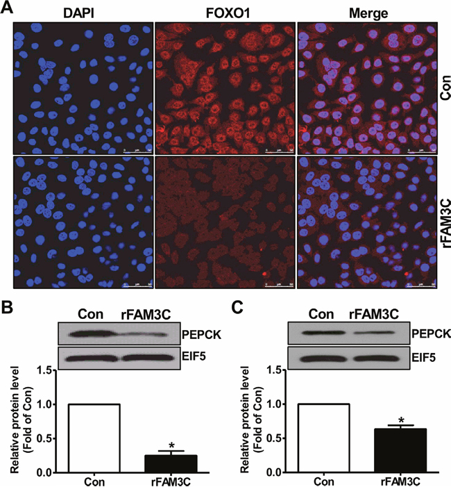 rFAM3C inactivated FOXO1 and repressed gluconeogenic gene expression in hepatocytes.