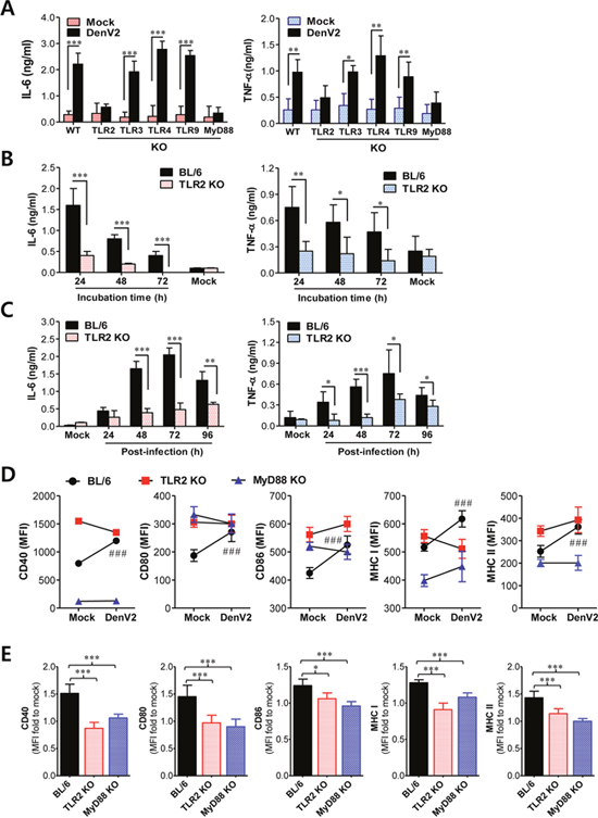 TLR2/MyD88 pathway is required for recognition of dengue virus infection.