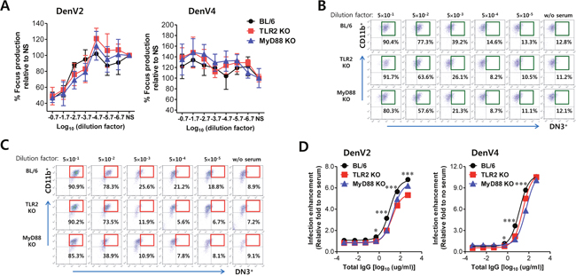 ADE of DenV infection is modulated by TLR2 and MyD88 molecules.