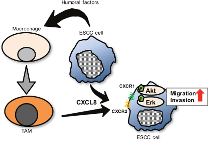 A proposed model of the interaction between ESCC cells and TAMs through CXCL8 in tumor microenvironment.