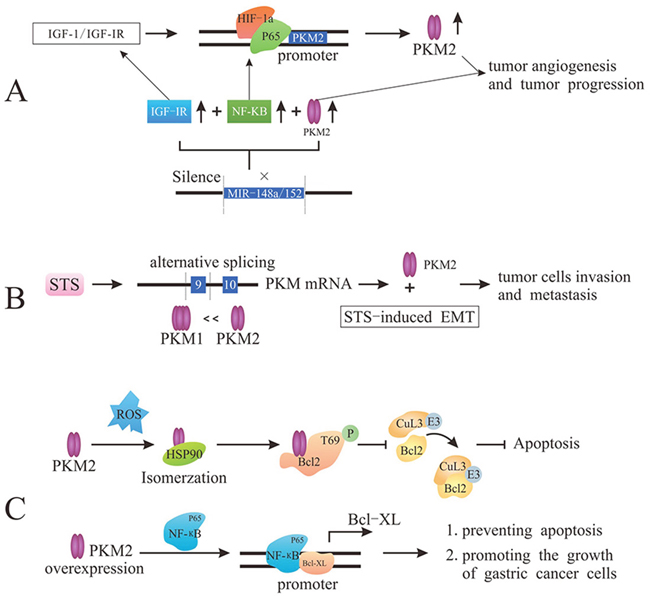 PKM2 promotes tumor angiogenesis and metastasis and prevents apoptosis.