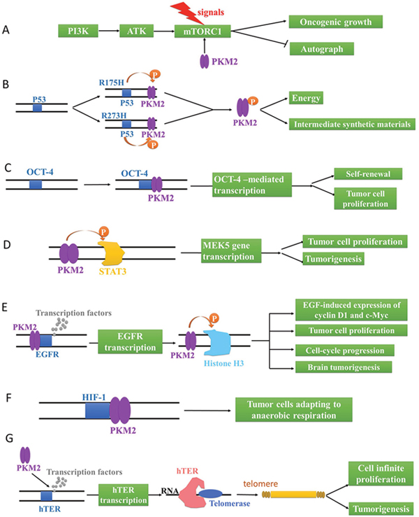 The genetic regulation via PKM2 in tumor cells.