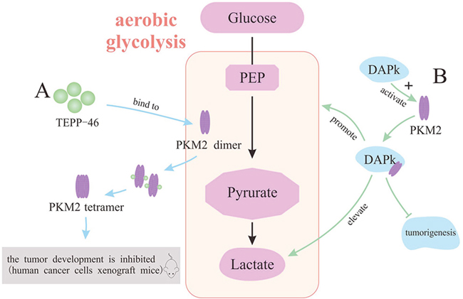 The activators of PKM2 for the treatment of tumors.