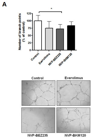NVP-BEZ235 downregulates angiogenesis in MCL cells.