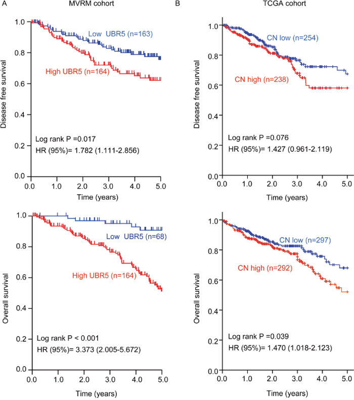 High UBR5 mRNA expression or a high UBR5 copy number in tumors predicts poor survival in patients with CRC.