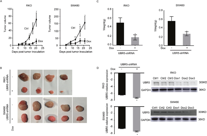 Knockdown of UBR5 reduces the growth of CRC xenografts in BALB/c nude mice.