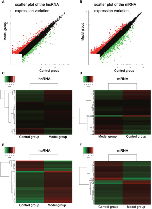 Common bile duct ligation resulted in the expression profiling changes of lncRNA and mRNA.