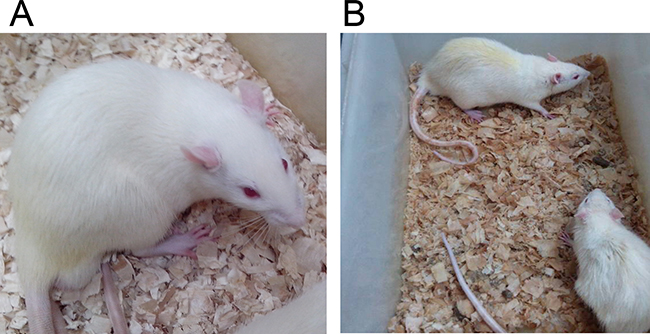 The general features of rats in Group (D&#x2013;/M&#x2013;) and Group (D+/M&#x2013;).