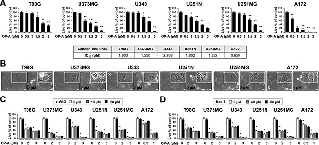 Neither apoptosis nor necroptosis is involved in OP-A-induced cell death in various glioma cells.