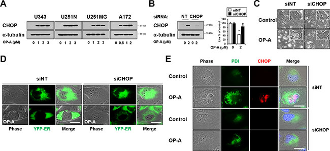 CHOP upregulation plays a critical role in OP-A-induced paraptosis-like cell death.