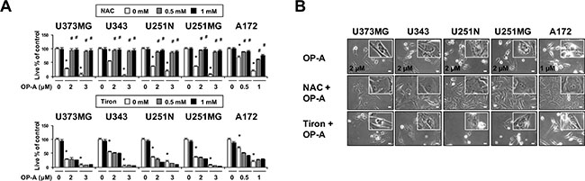 OP-A-induced cellular responses in various glioma cells are effectively blocked by NAC, but not by Tiron.