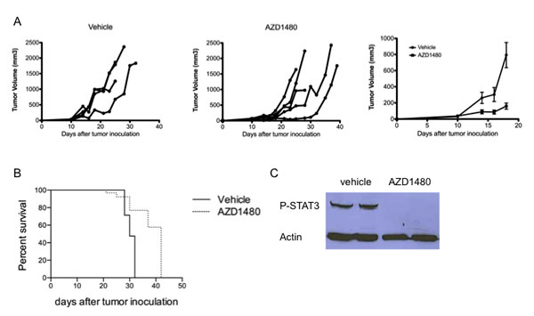 AZD1480 inhibits the growth of subcutaneously implanted MO4 melanoma tumors and prolongs survival of tumor-bearing mice by inhibiting P-STAT3 expression within the tumor environment.