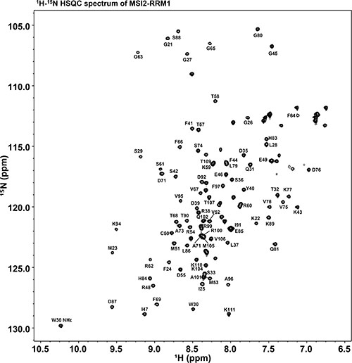 1H-15N HSQC spectrum of 15N labeled MSI2-RRM1.