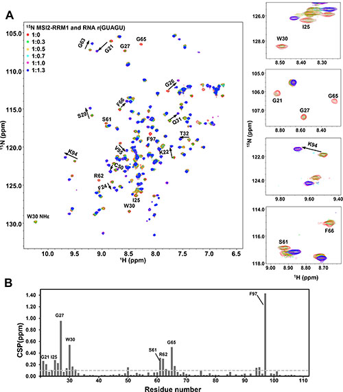 NMR titration of 15N labeled MSI2-RRM1 with Numb5.