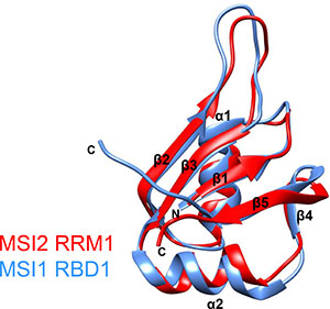 Overlay of the CS-ROSETTA model of MSI2-RRM1 (red) and the NMR structural model of MSI1-RBD1 (blue).