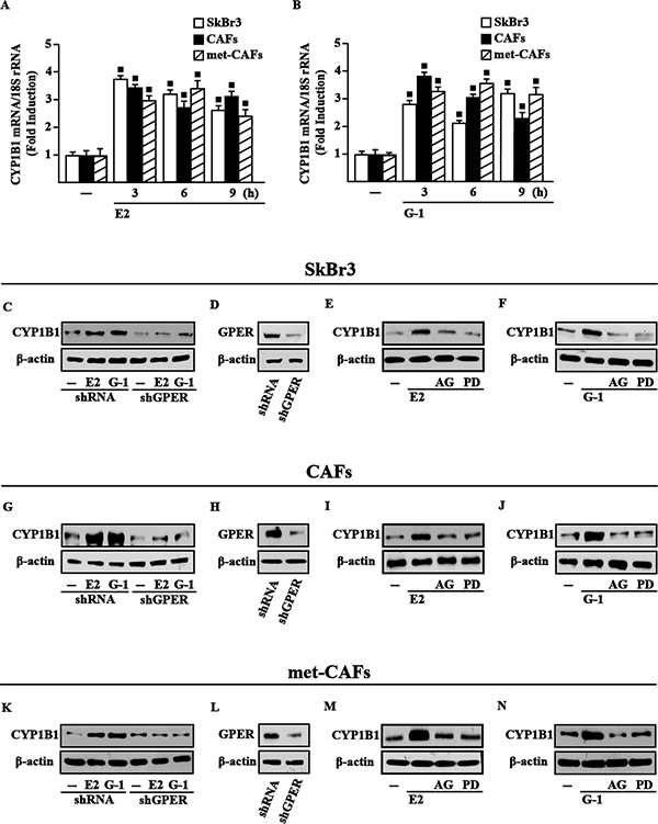 GPER mediates CYP1B1 induction by E2 and G-1 in SkBr3 cells, CAFs and met-CAFs.
