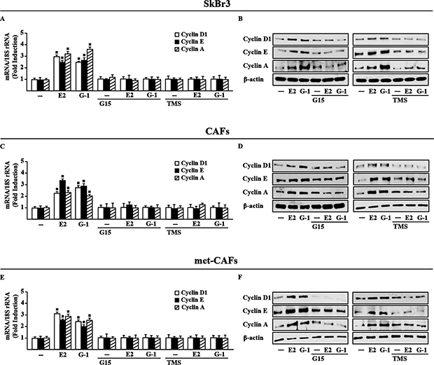 GPER and CYP1B1 mediate the up-regulation of cyclins D1, cyclin E and cyclin A by E2 and G-1 in SkBr3 cells, CAFs and met-CAFs.