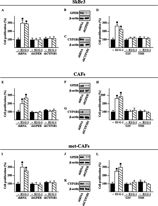GPER and CYP1B1 are involved in the proliferative effects induced by E2 and G1 in SkBr3 cells, CAFs and met-CAFs.