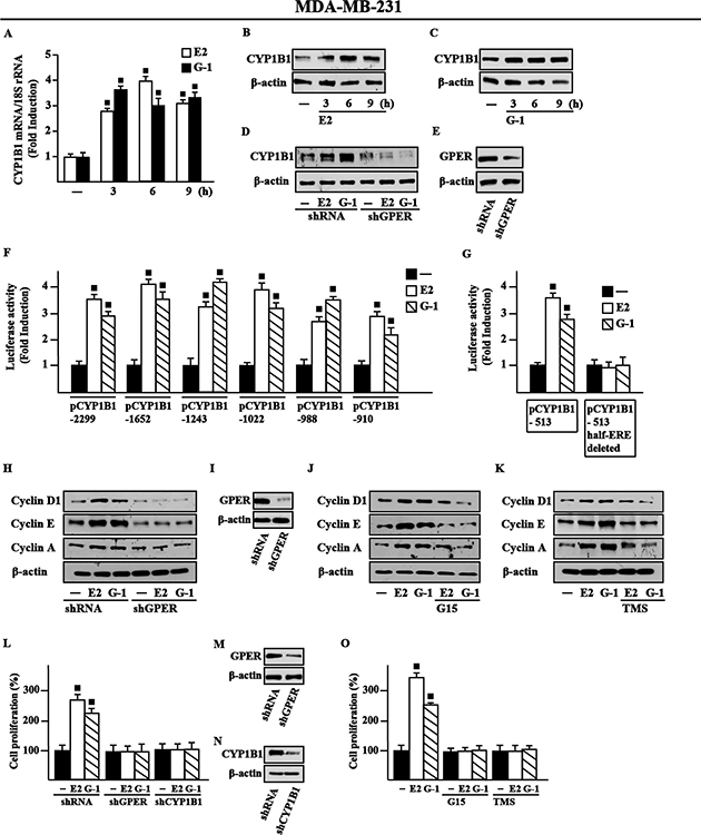 E2 and G-1 induce CYP1B1 expression through GPER in MDA-MB-231 breast cancer cells.