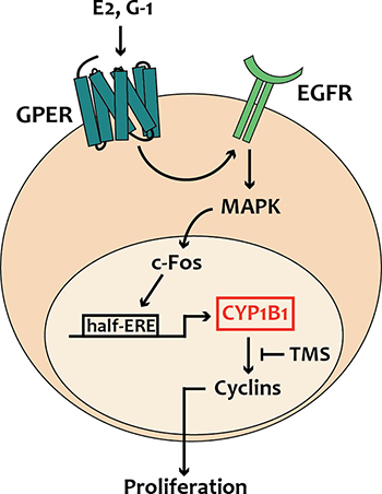 Schematic representation of CYP1B1 regulation by GPER-mediated signaling, as evidenced in breast cancer cells, CAFs and met-CAFs.