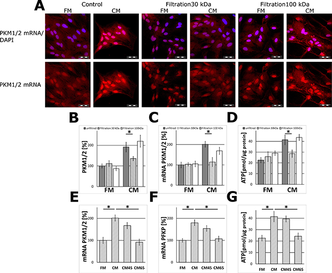 The effect of filtration (MWCO 30 and 100 kDa) and heat inactivation of the neuron-conditioned medium on PKM1/2 and PFKP expression in astrocytes.